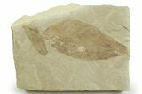 Fossil Leaf (Allophylus & Caesalpinia) Plate - Utah #368734-1